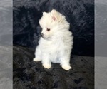 Puppy Finn Pomeranian