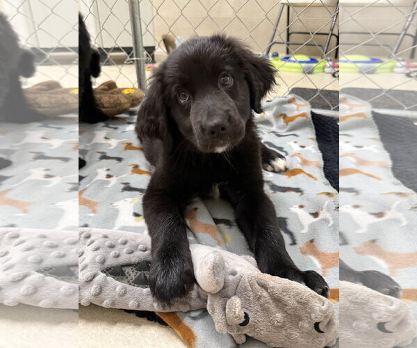 Medium Photo #2 Chow Chow-Unknown Mix Puppy For Sale in McDonough, GA, USA