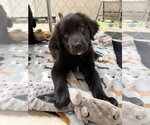 Small #1 Chow Chow Mix