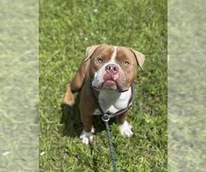 American Staffordshire Terrier Dogs for adoption in Fort Lauderdale, FL, USA