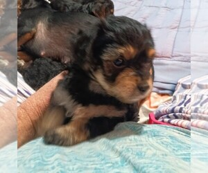 Dorkie Puppy for Sale in JOHNSTOWN, Pennsylvania USA