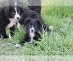 Small Photo #24 Australian Shepherd Puppy For Sale in ACTON, CA, USA