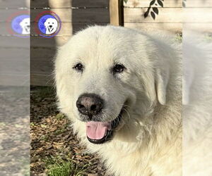 Great Pyrenees Dogs for adoption in Spring, TX, USA