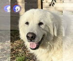 Small Great Pyrenees