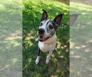Mutt Dogs for adoption in Salt Lake City, UT, USA