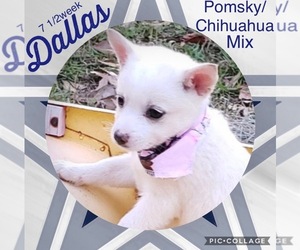 Chihuahua-Pomsky Mix Puppy for sale in BEAUFORT, SC, USA