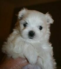 Maltese Puppy for sale in ELSMERE, DE, USA