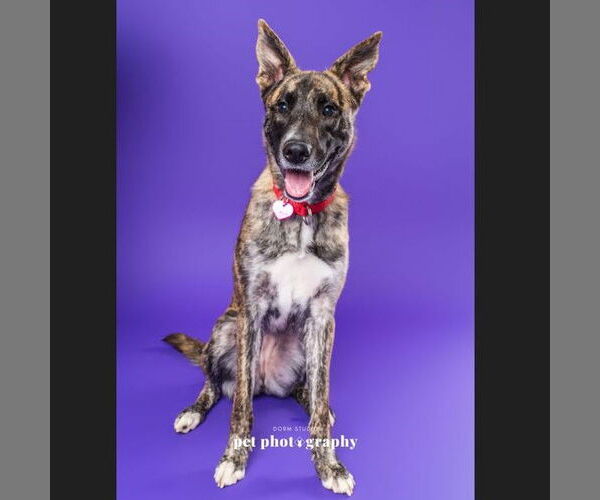 Medium Photo #4 Catahoula Leopard Dog-Unknown Mix Puppy For Sale in Fargo, ND, USA