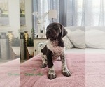 Small #7 German Shorthaired Pointer