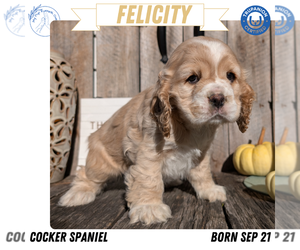 Medium Cocker Spaniel