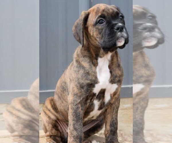 Medium Photo #4 Boxer Puppy For Sale in SENECA, KS, USA