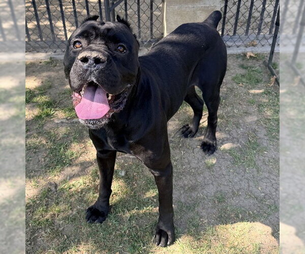 Medium Photo #1 Mutt Puppy For Sale in Riverside, CA, USA
