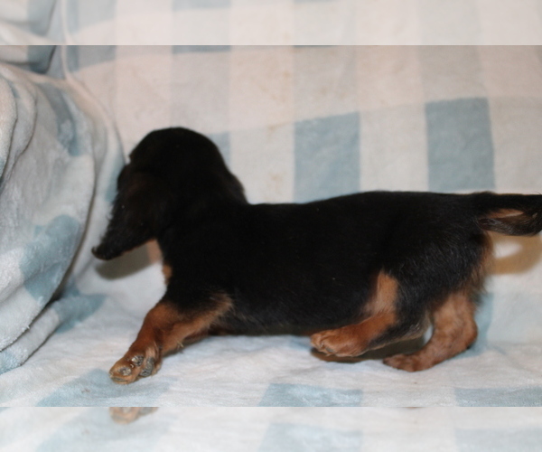 Medium Photo #2 Dachshund Puppy For Sale in BLMGTN, IN, USA