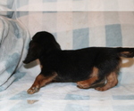 Small #1 Dachshund
