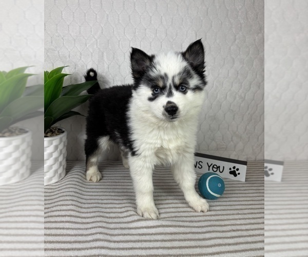 Medium Photo #2 Pomsky Puppy For Sale in GREENFIELD, IN, USA