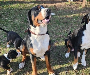 Father of the Greater Swiss Mountain Dog puppies born on 01/12/2024