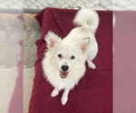 Small #1 Pomeranian Mix