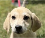 Small Labrador Retriever