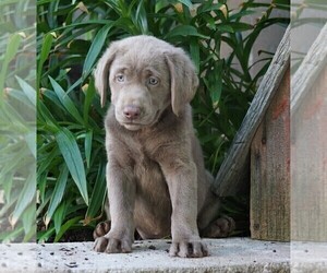 Labrador Retriever Puppy for sale in FREDERICKSBG, OH, USA