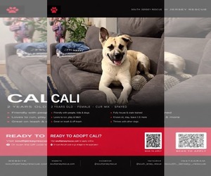 Mutt Dogs for adoption in Gibbstown, NJ, USA