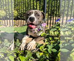 Small #6 Bullboxer Pit