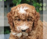 Small Photo #4 Goldendoodle-Poodle (Miniature) Mix Puppy For Sale in EAST EARL, PA, USA