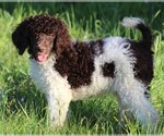Small Photo #1 Poodle (Standard) Puppy For Sale in LINDEN, TN, USA