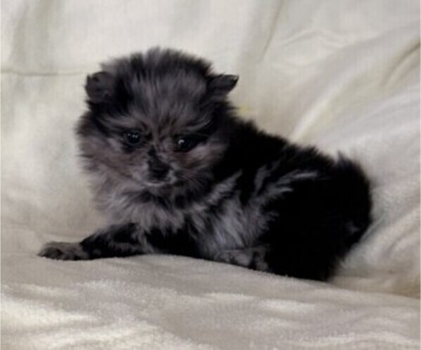 Medium Photo #2 Pomeranian Puppy For Sale in OWEN, WI, USA