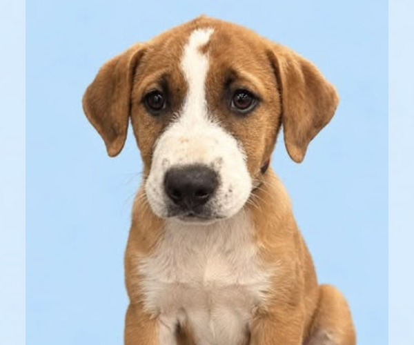 Medium Photo #2 Mutt Puppy For Sale in Brooklyn, NY, USA