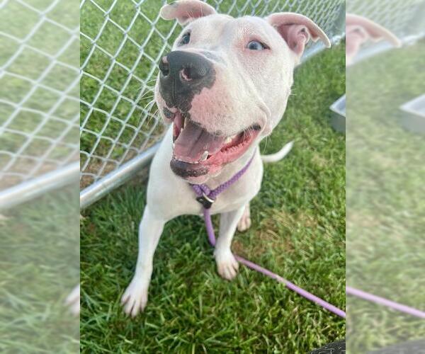 Medium Photo #1 American Pit Bull Terrier Puppy For Sale in Louisville, KY, USA