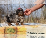 Small #19 ShihPoo