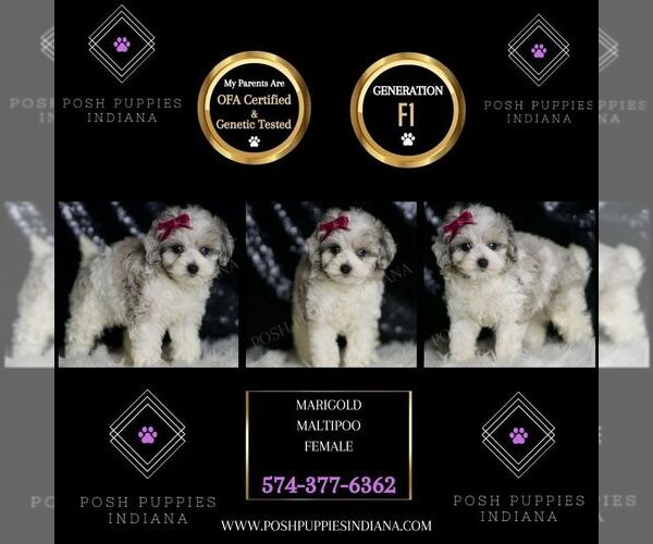 Medium Photo #7 Maltipoo Puppy For Sale in WARSAW, IN, USA