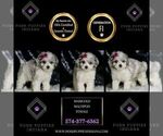 Small #6 Maltipoo