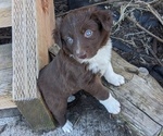 Puppy Brownie Border Collie