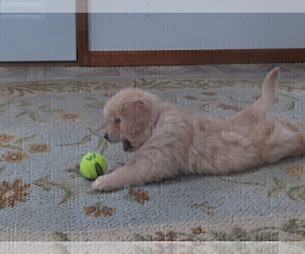 Medium Photo #10 Golden Retriever Puppy For Sale in MECHANICSVILLE, MD, USA