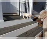 Small Photo #12 Goldendoodle Puppy For Sale in ATHENS, GA, USA