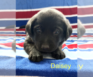 Labrador Retriever Puppy for sale in MIDLAND, OH, USA