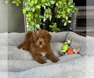 Goldendoodle (Miniature) Puppy for sale in FRANKLIN, IN, USA