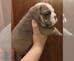 Puppy 2 English Bulldog