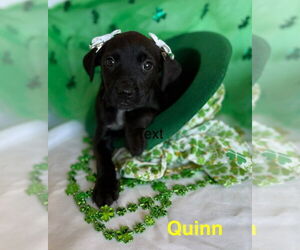 Golden Labrador Dogs for adoption in Aurora, IN, USA