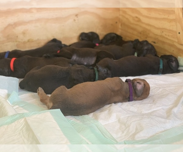 Medium Photo #107 Boerboel Puppy For Sale in LAS CRUCES, NM, USA