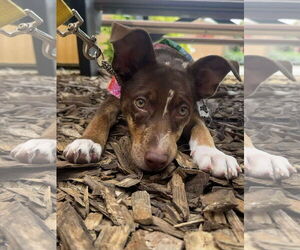 Australian Shepherd-Unknown Mix Dogs for adoption in Germantown, OH, USA