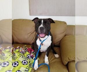 American Pit Bull Terrier Dogs for adoption in Camarillo, CA, USA