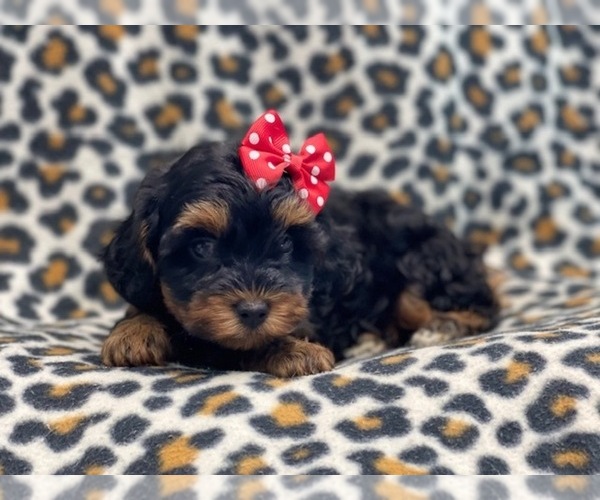 Full screen Photo #1 YorkiePoo Puppy For Sale in LAKELAND, FL, USA