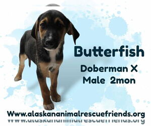 Doberman Pinscher-Unknown Mix Dogs for adoption in Anchorage, AK, USA