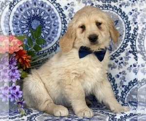 Golden Retriever Puppy for sale in LANCASTER, PA, USA