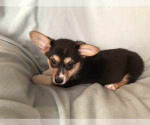 Pembroke Welsh Corgi Puppy for sale in RAMONA, OK, USA