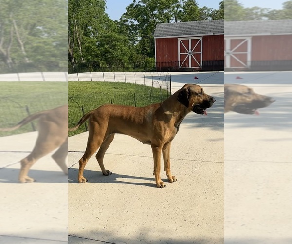 Medium Photo #1 Great Dane Puppy For Sale in EDEN, NY, USA