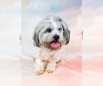 Small #1 Poodle (Miniature)