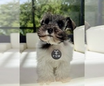 Small #6 Schnauzer (Miniature)